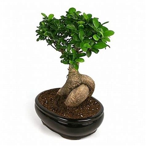 The Ginseng Ficus Bonsai Tree Known By Its Shape Of The Root And Stems