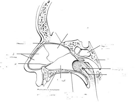 Sagittal View Of Nasal Cavity Diagram Quizlet