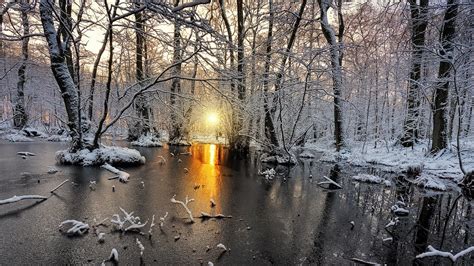 Sunlight Trees Landscape Forest White Nature Snow Winter Ice