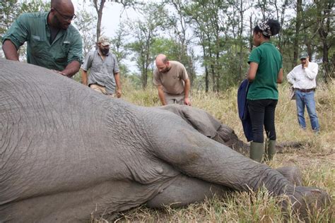 tusks poaching tips scales  elephant evolution ap news