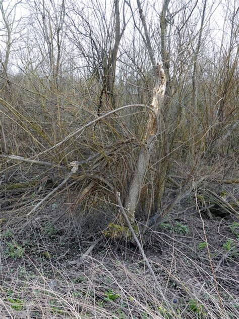 A Tangle Of Willow Alongside The Roodee John S Turner Cc By Sa