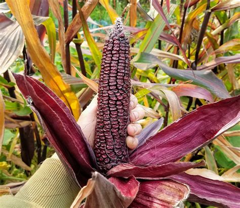 Double Red Sweet Corn Feral Farm