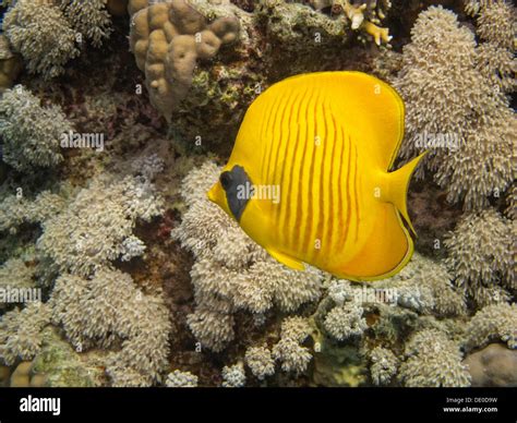 Bluecheek Butterflyfish Chaetodon Sermilavatus Mangrove Bay Red Sea