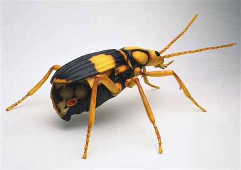 What Are Bombardier Beetles