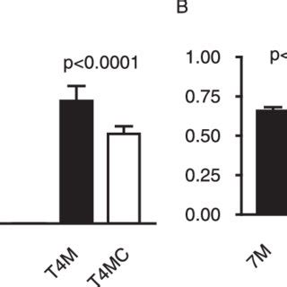 Adherence To Cells In Culture A Human Pharyngeal Cell Line Detroit