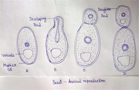 Draw Diagram Of Budding In Yeast Brainly In