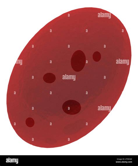 Illustration Of Reticulocyte Red Blood Cell Erythrocyte