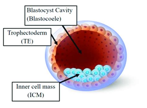 The Human Blastocyst The Structure Comprises Two Differentiated Cell Download Scientific