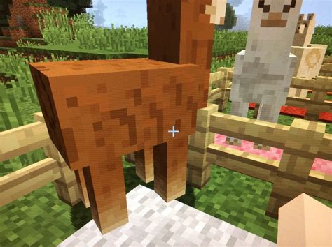 How To Tame Llamas In Minecraft Bc Guides