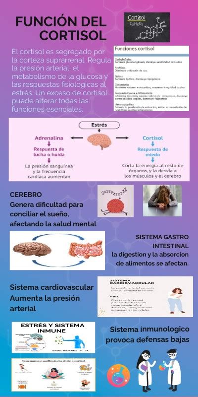 Funcion Del Cortisol