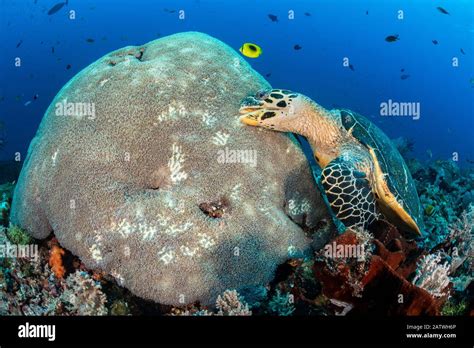 Hawksbill Turtle Eretmochelys Imbricata Unusually Feeding On Hard Coral Polyps Misool Raja