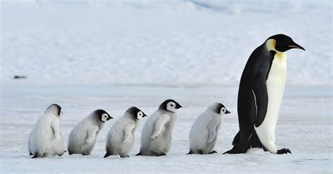 Baby King Penguins