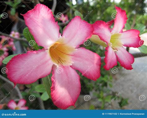 Flowers Bloom In The Garden Stock Photo Image Of Stenophylla Garden