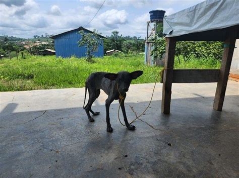 Cerca De Animais Seguem Sem Abrigo Ap S Desintrus O De Terra