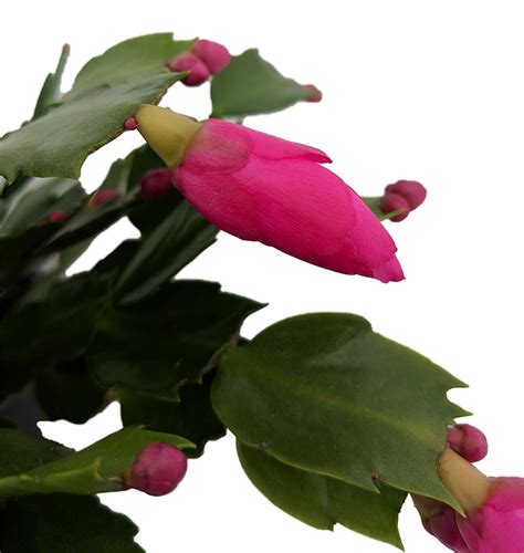 Purple Christmas Cactus Plant - Zygocactus - 6" Pot - Walmart.com