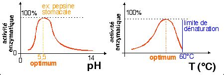 Activit Enzymatique Sp Cifique