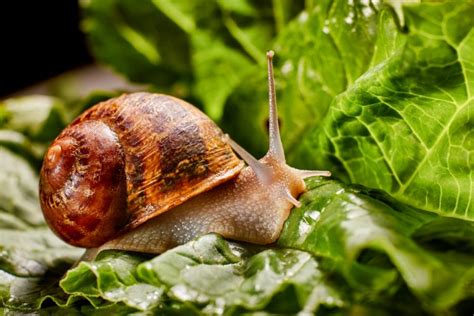 Snails And Slugs 19 Best Natural Ways To Prevent Pesky Snails Slugs