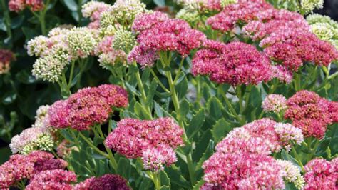 8 Best Sedum Plants That Look Gorgeous In All Seasons — Activeman