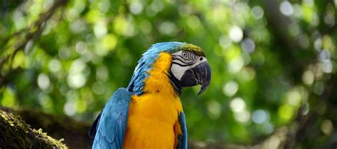 HD Wallpaper Closeup Photo Of Blue Macau Parrot Ara Bird Colorful