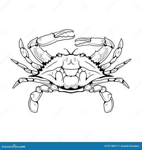 Vector Image Of An Atlantic Crab Stock Vector Illustration Of