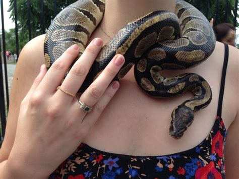 Laws Needed To Protect Against Exotic Pets Says Non Profit Rci English