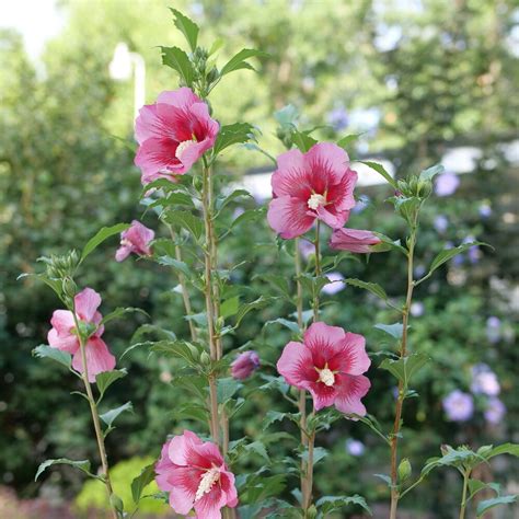 Red Pillar Rose Of Sharon Hibiscus Syriacus Proven Winners