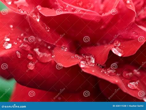 Romantic Red Rose With Dew Drops Stock Photo Image Of Romance Life