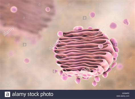 Golgi Apparatus Function