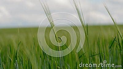 Green Ears Of Rye Sway In The Wind The Growing Green Wheat Field Stock