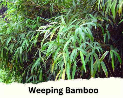 12 Different Types of Indoor Bamboo Plants: Image + Caring Tips ...