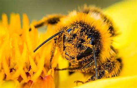 Polen De Abeja Qu Es Y C Mo Se Produce Apicultura Y Miel