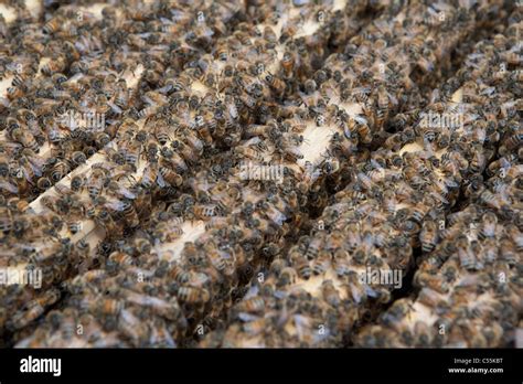 Group Of Honeybees Hi Res Stock Photography And Images Alamy