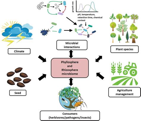 1 Factors Affecting The Phyllosphere And Rhizosphere Microbiome