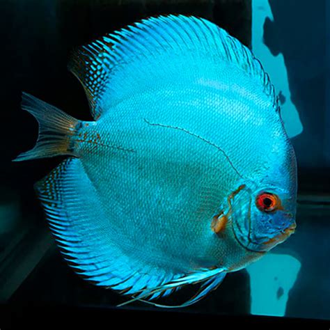 Aquarium Central Discus Cobalt Blue Discus Symphysodon Sp 9cm