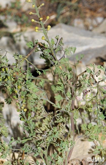 Fumaria Officinalis Subsp Wirtgenii