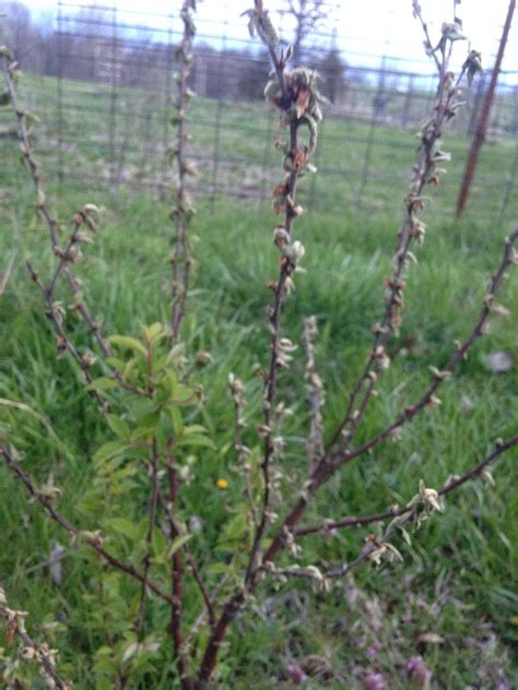 Cherry Bushes Wilting General Fruit Growing Growing Fruit