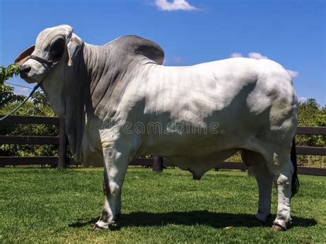 Brahman Bull On A Farm For Genetic Improvement Of Beef Cattle Stock