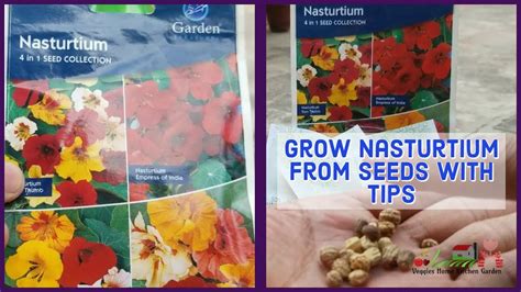 How To Grow Nasturtium From Seeds Tropaeolum Winter Flowers Youtube