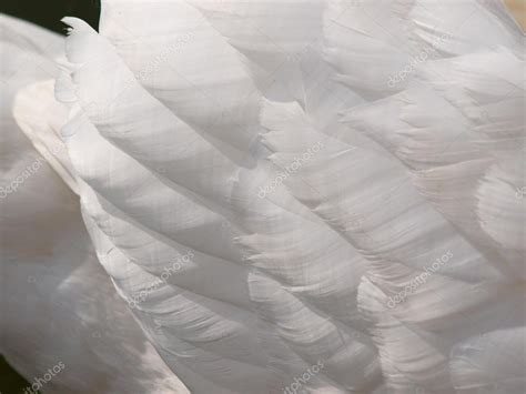 Close wing feathers white swan — Stock Photo © AmediDidda #17416669