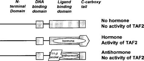 Pdf Ru486 Mifepristone Mechanisms Of Action And Clinical Uses