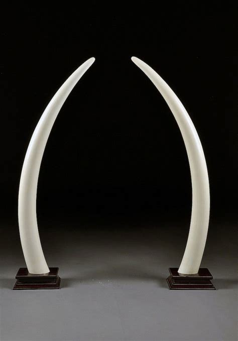 104 A Pair Of Large African Polished Ivory Tusks 20th Lot 104