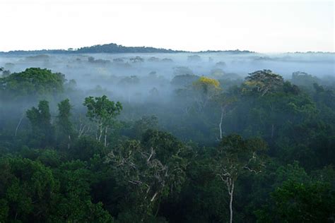 After 300 years, Amazon rainforest tree list nears 12,000 species ...