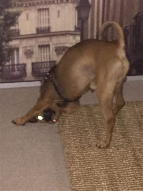Cursed Dog Rcursedimages