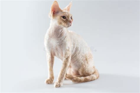 Side View Of Black Cornish Rex Kitten Stock Photo Image Of Baby