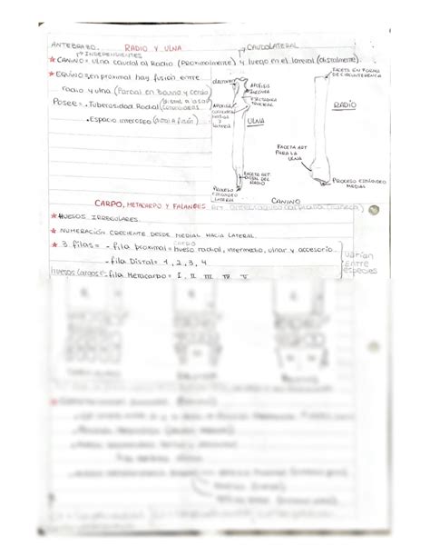 SOLUTION Osteologia Miembro Toracico Studypool