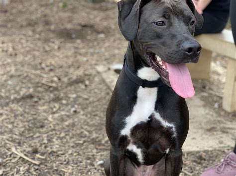 Just Adopted Enzo From My Local Shelter Labterrier Mix 1 Year Old