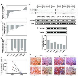 Slc A Was Down Regulated In Rcc Cells And Tissues Compared To