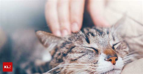 Gute Frage Warum Schnurren Katzen Eigentlich