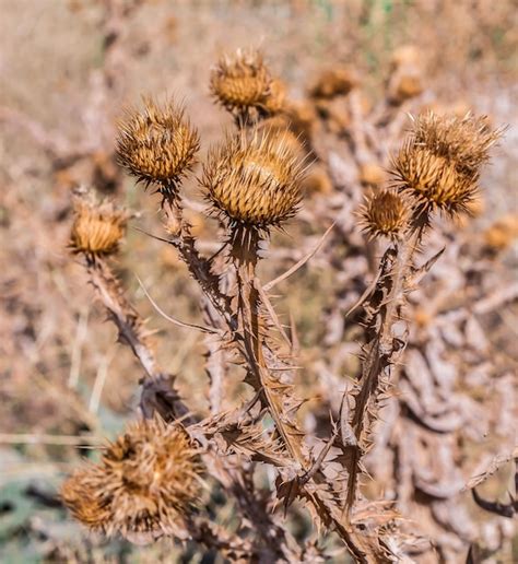 Ervas daninhas secas amarelas espinhos nos botões na natureza