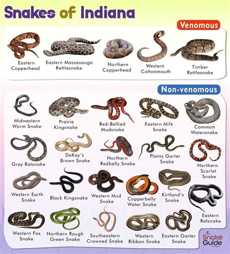 List Of Common Venomous And Non Venomous Snakes In Indiana With ...